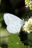 06-7600 Holly Blue (Celastina arigiolus)